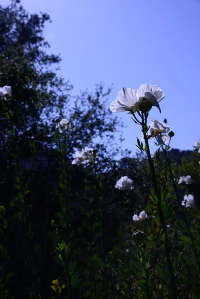 DSC_2046 (Large).JPG